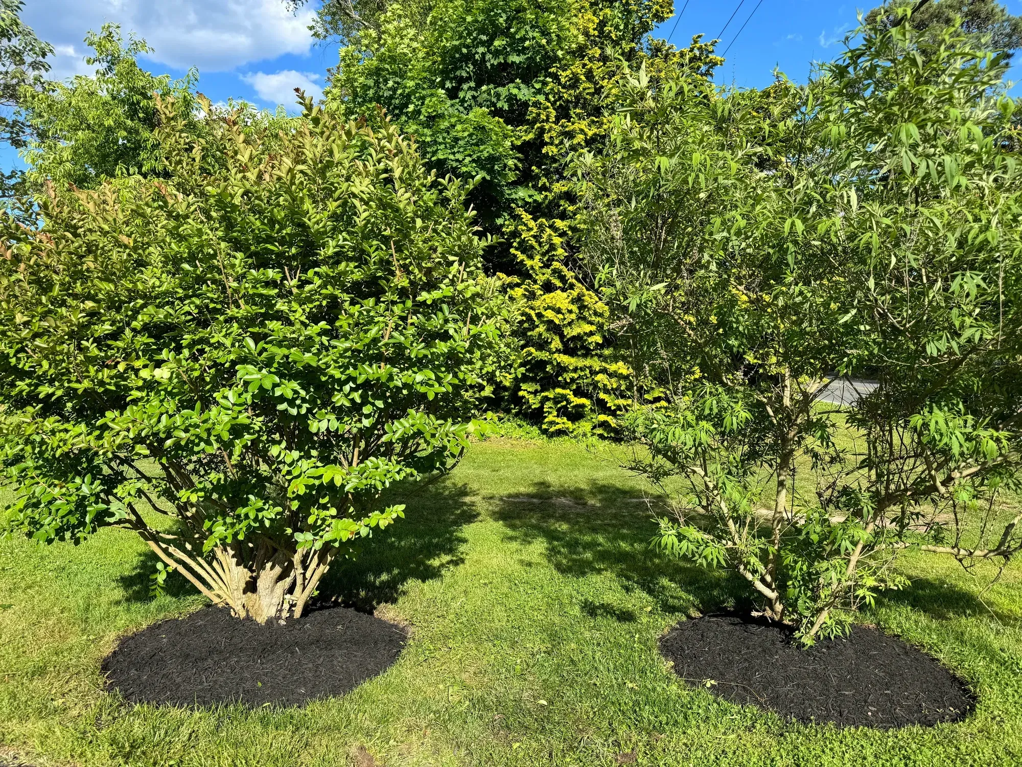 Two flowering shrubs in fresh black mulch rings on a green lawn